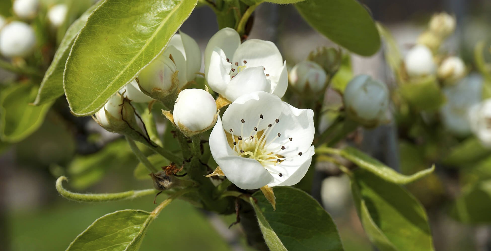 Kleingärtnerverein Pesch 1916 e.V.