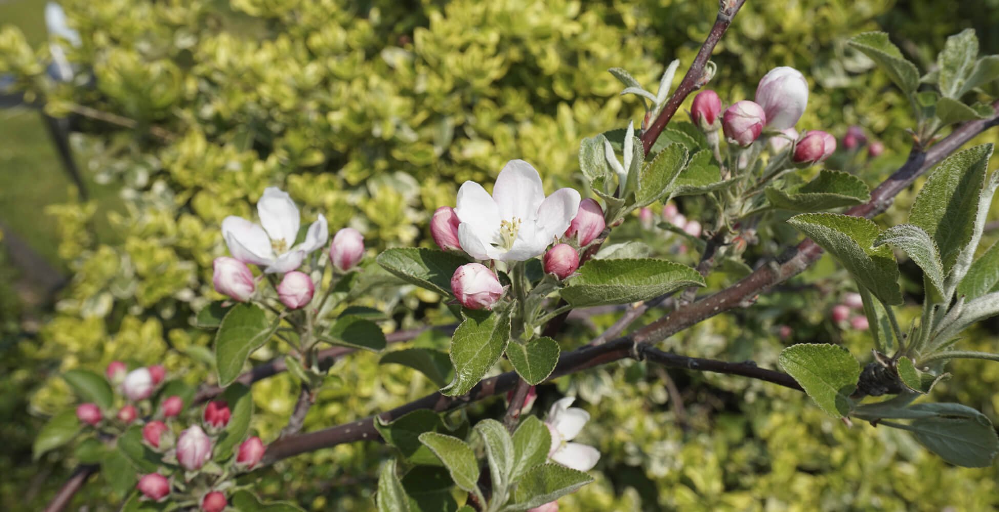 Kleingärtnerverein Pesch 1916 e.V.
