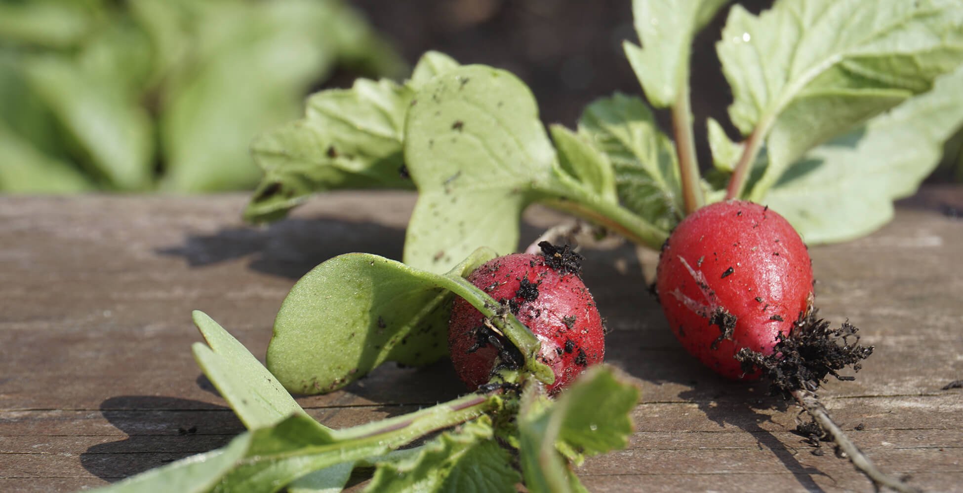 Kleingärtnerverein Pesch 1916 e.V.