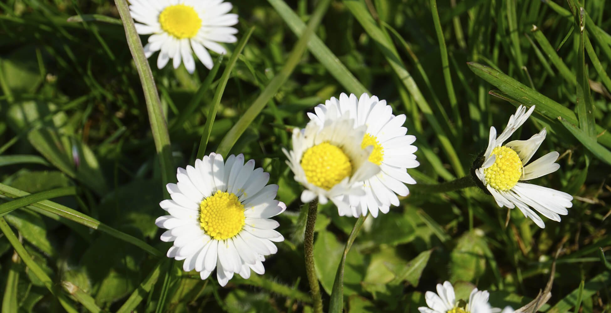 Kleingärtnerverein Pesch 1916 e.V.